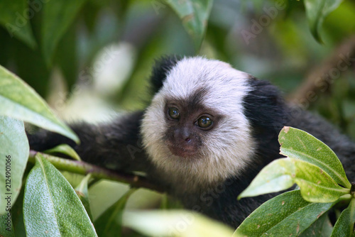 Close-up of a white-headed marmoset monkey peeking through lush green jungle foliage