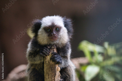 Close-up portrait of a small white-headed marmoset clinging to a wooden branch