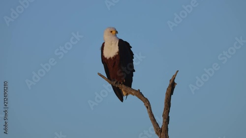 A fisheagle in golden light