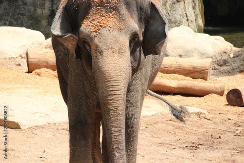 Canvas Print asian elephant in a zoo in singapore