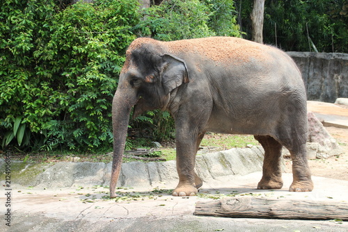 Canvas Print asian elephant in a zoo in singapore