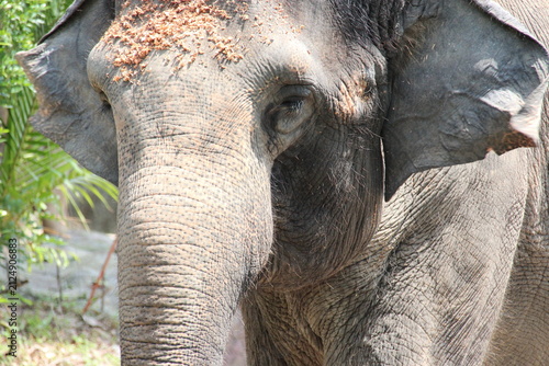 Canvas Print asian elephant in a zoo in singapore