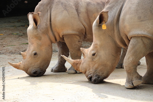 Photography white rhinoceros in a zoo in singapore