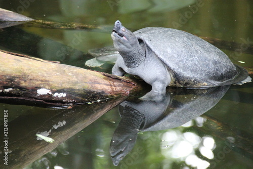 pig-nosed turtle in a zoo in singapore 