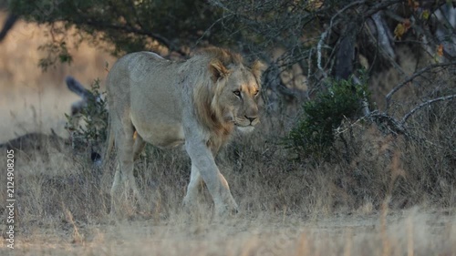  A young male lion approaching
