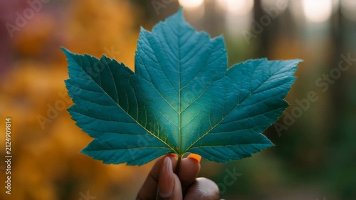 Hand holding blue maple leaf with autumn bokeh background for nature poster and wallpaper design