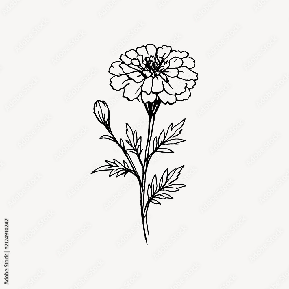 Obraz premium Elegant floral line art illustration.