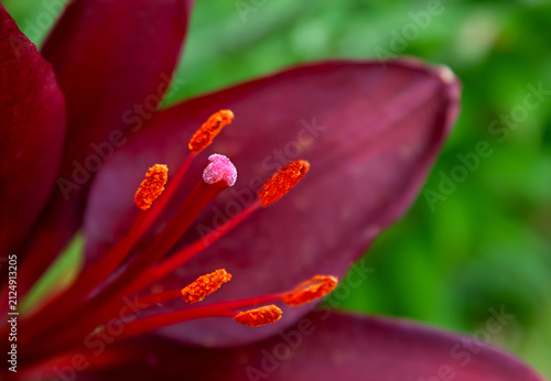 фотографія Macro detail of the stamens and pistil of a dark burgundy lily with a pink stigma