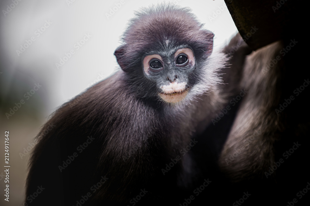 Naklejka premium Dusky leaf monkey baby looking curious