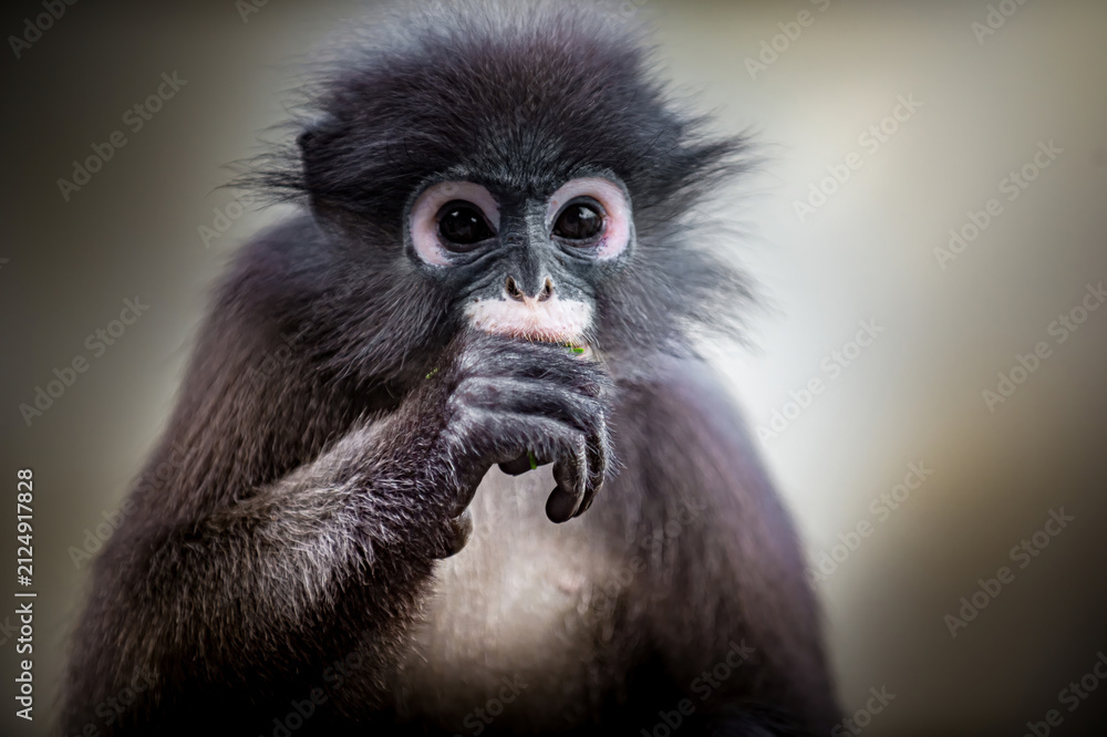 Fototapeta premium Dusky leaf monkey eating food close up portrait
