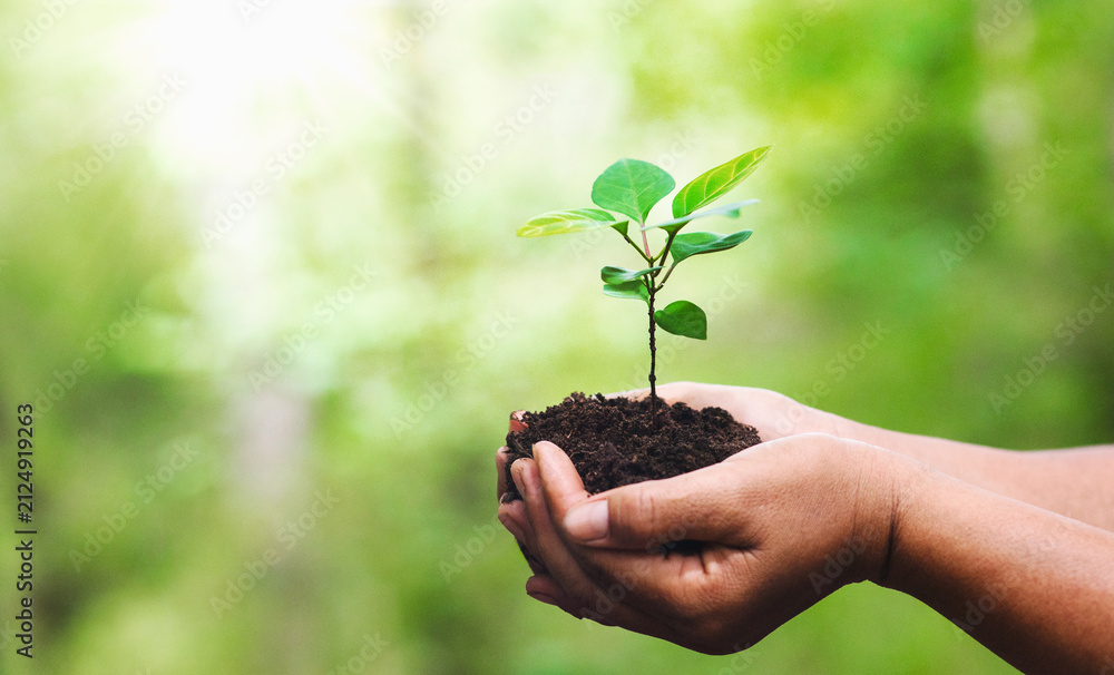 Obraz premium Hands cradle young green sprout in soil