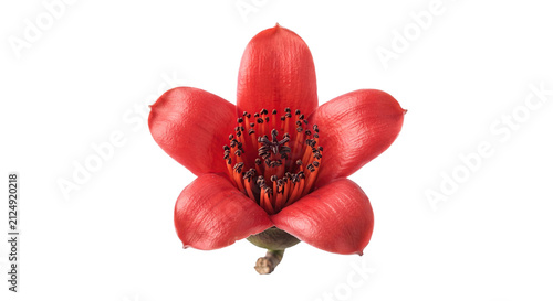 Single red cotton tree flower with dark stamens isolated high quality 4K PNG image in white high quality 4K PNG image in white background