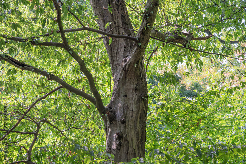 Fototapeta premium Tree surrounded by green leaves during daylight in a natural setting