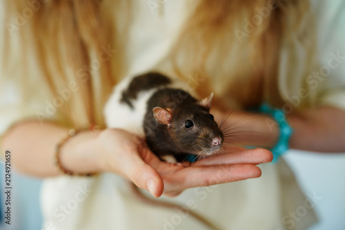 Foto Close up shot of a person gently holding a small brown and white hooded rat in t