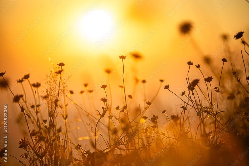 Fototapeta premium Germany, Bavaria, Allgaeu, close up of flowers against the sun