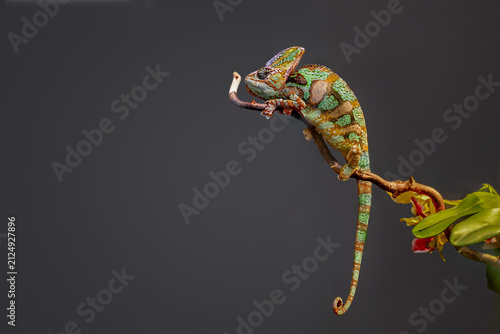 Veiled chameleon perched on a curved branch with a curled tail against a dark studio background
