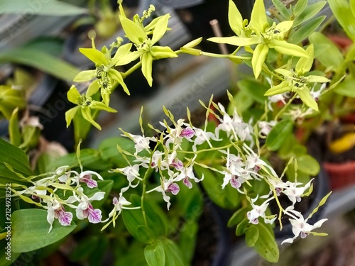Foto Beautiful Blooming Coelogyne Pandurata and Dendrobium Stratiotes Exotic Tropical