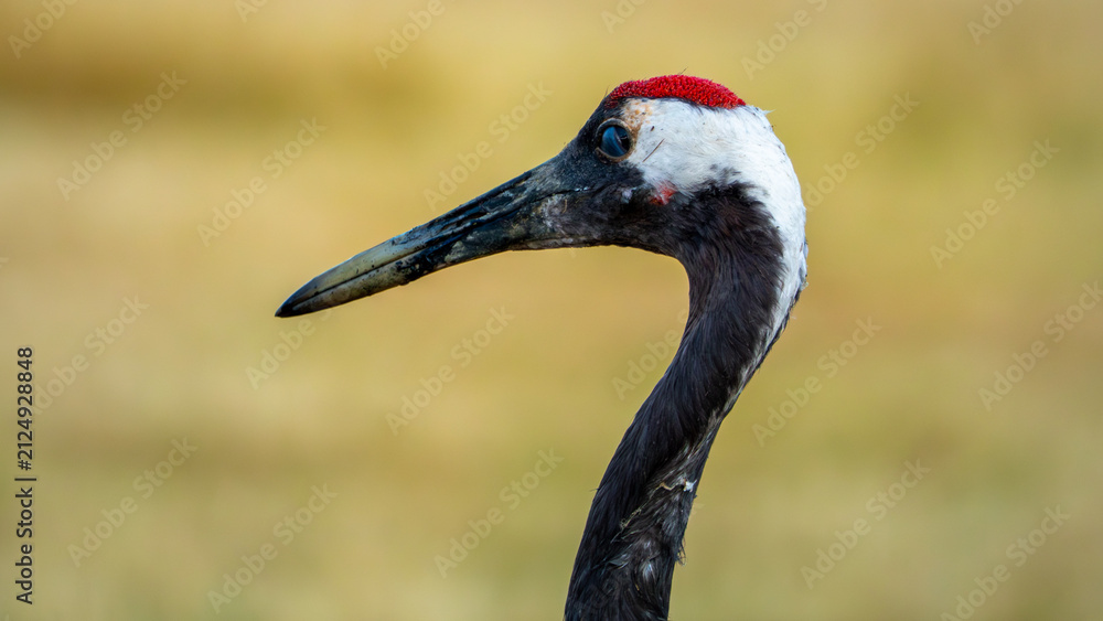 Naklejka premium Red crowned crane watching cameraman with a green bokeh background