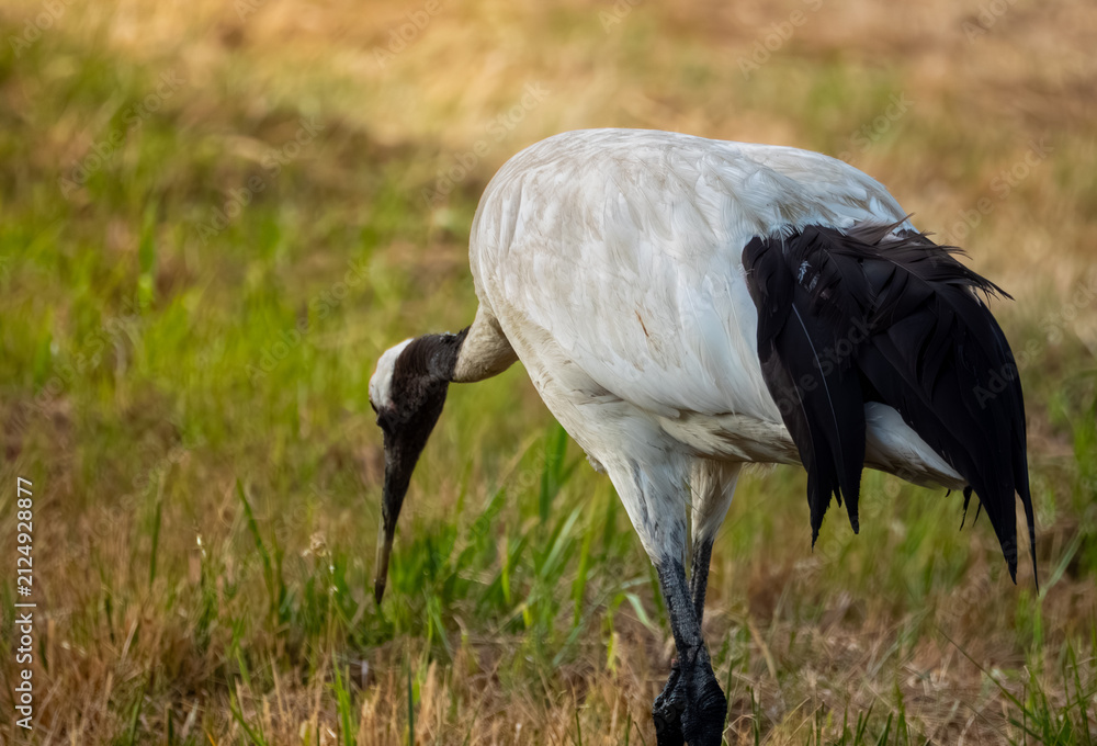 Obraz premium Red crowned crane hunting for food amidst blurry reeds
