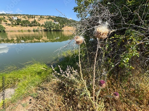Canvastavla Wild cotton thistle (Onopordum acanthium) featuring fluffy seed heads with pappus and blooming purple heads along a grassy lake bank, with calm water reflections and arid rolling hills under blue sky