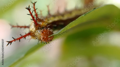 Macro front-facing of a final instar Clipper butterfly caterpillar (Parthenos sylvia) chewing on a green leaf. Detailed headshot of a spiky larva eating host plant, with natural soft bokeh background.