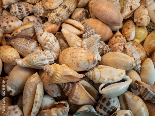 Fotografie cowrie shells forming a background, ocasional other shell mixed in