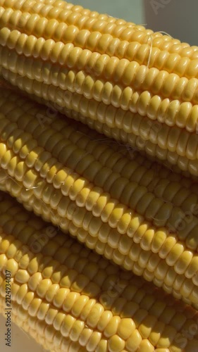 Close-up of Fresh Yellow Corn Cobs in Bright Sunlight. High-quality macro footage of fresh, ripe yellow sweet corn cobs glowing under bright natural sunlight. The detailed shot highlights the vibrant 
