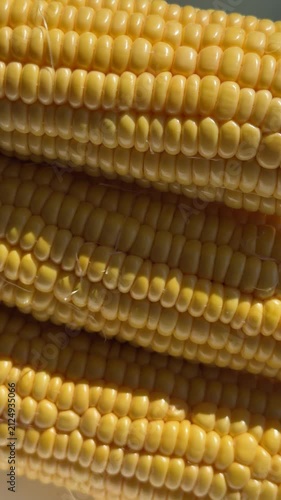 Close-up of Fresh Yellow Corn Cobs in Bright Sunlight. High-quality macro footage of fresh, ripe yellow sweet corn cobs glowing under bright natural sunlight. The detailed shot highlights the vibrant 