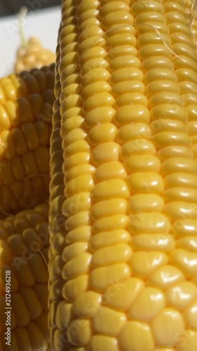 Close-up of Fresh Yellow Corn Cobs in Bright Sunlight. High-quality macro footage of fresh, ripe yellow sweet corn cobs glowing under bright natural sunlight. The detailed shot highlights the vibrant 
