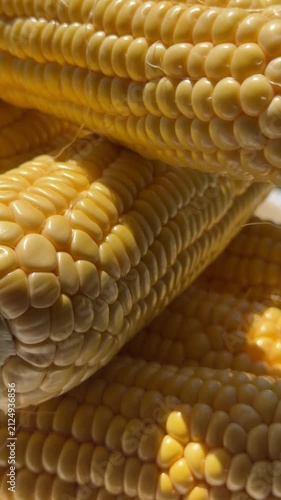 Close-up of Fresh Yellow Corn Cobs in Bright Sunlight. High-quality macro footage of fresh, ripe yellow sweet corn cobs glowing under bright natural sunlight. The detailed shot highlights the vibrant 