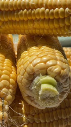 Close-up of Fresh Yellow Corn Cobs in Bright Sunlight. High-quality macro footage of fresh, ripe yellow sweet corn cobs glowing under bright natural sunlight. The detailed shot highlights the vibrant 