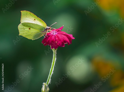 Common brimstone butterfly feeding on a vibrant pink flower with a soft green background