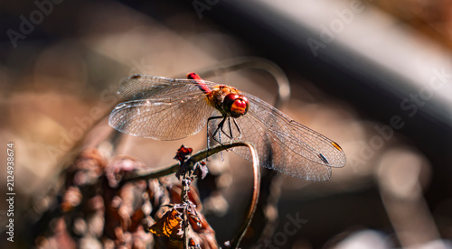 Close-up macro photo of a red dragonfly perched on a dry branch in sunlight with soft bokeh background