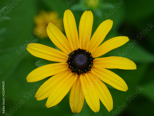 Sonnenhut, Blüte der Rudbeckia im Hochsommer	