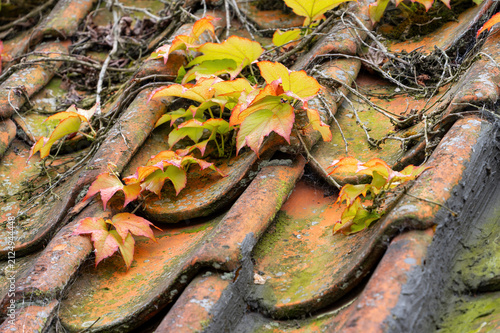 Weathered Roof Tiles with Ivy and Moss in Autumn Colors