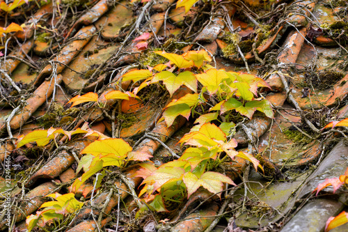 Weathered Roof Tiles with Ivy and Moss in Autumn Colors