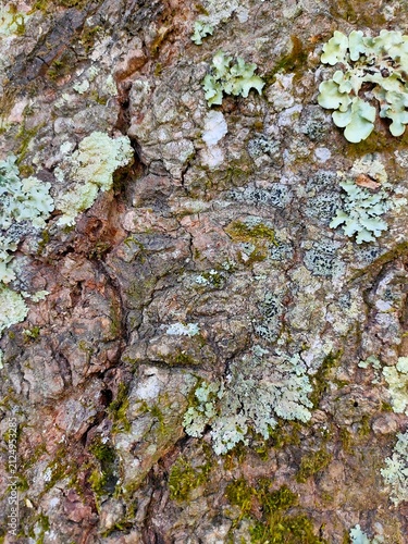 Natural tree trunk texture background with moss and pale lichen