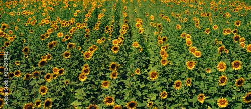 dense sunflower field seen from low viewpoint with tall yellow flowers, green leaves, and repeating rows