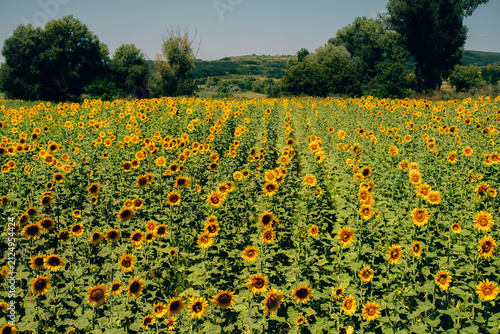 sunflowers in full bloom in a lush field, creating a cheerful and bright scene viewed from a ground-level v.