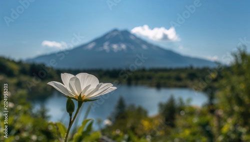 White Flower in Focus with ...
