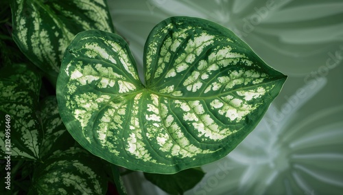 Variegated Green Leaf Close...
