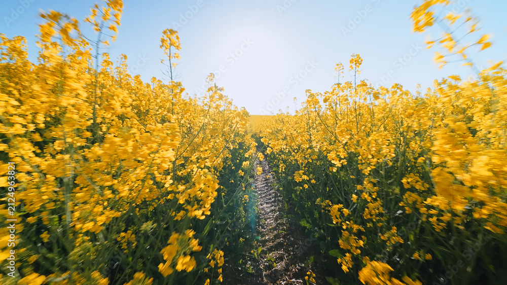 Obraz premium Yellow canola flower field perspective view bright sky sunshine rural agricultural landscape summer background horizontal photo