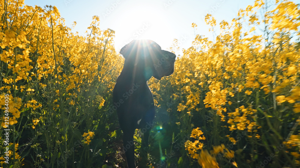Obraz premium Great Dane dog silhouette bright sun flare yellow canola field summer countryside walk nature pet care concept horizontal