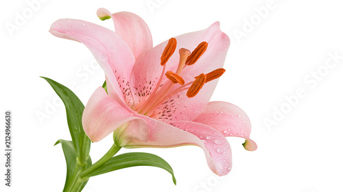 Cuadro en lienzo Delicate pink lily flower with water droplets, isolated on transparent backgroun