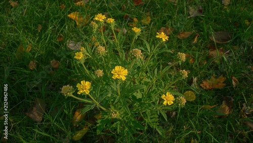 Yellow Wildflowers Growing ...