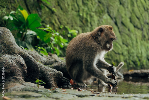Canvas Print Brown monkey sits by water, grooming hands