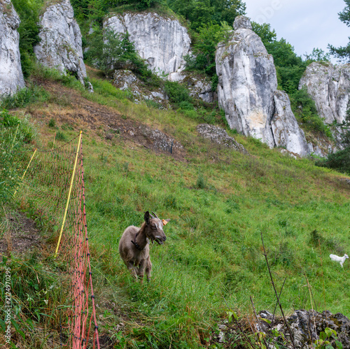 Domestic goat, Capra aegagrus hircus, standing beside a temporary grazing fence beneath Jurassic limestone cliffs in Kobylanska Valley near Krakow, Poland. The rural landscape illustrates conservation