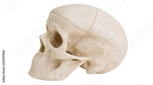 Fotografía Human skull with visible sutures, isolated on transparent background