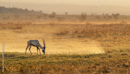 Oryx Grazing on Grassland at Sunrise with Misty Horizon