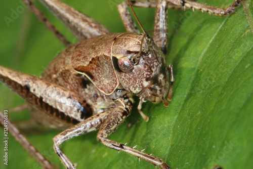 Obraz na płótnie Gemeine Strauchschrecke, the dark bush-cricket, Pholidoptera griseoaptera